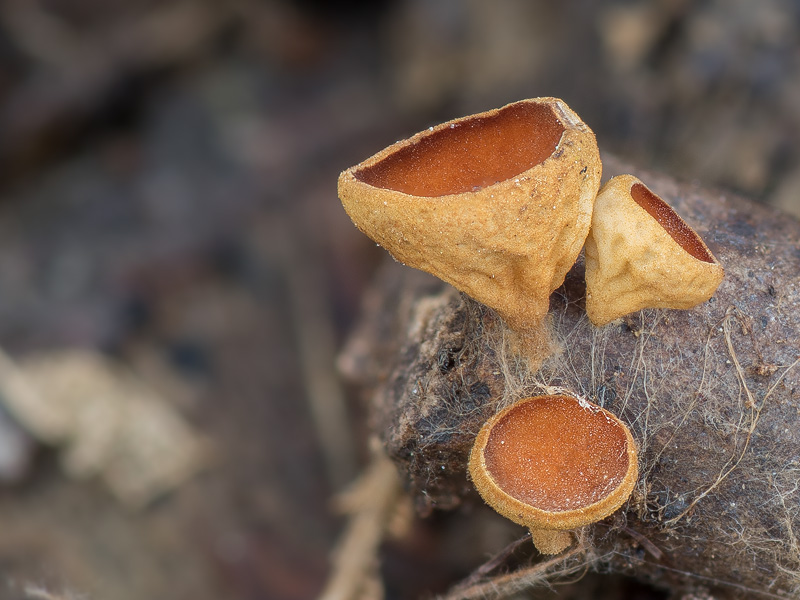 Rutstroemia bolaris